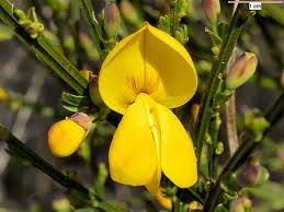Spanish Broom